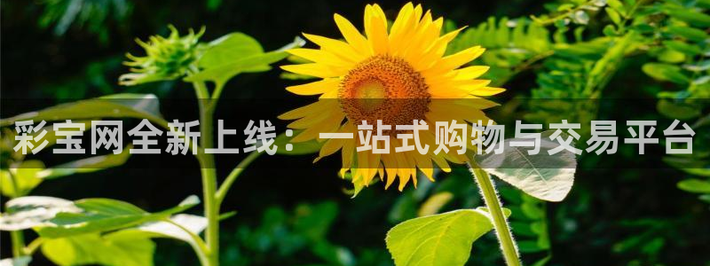 非凡娱乐下载：彩宝网全新上线：一站式购物与交易平台